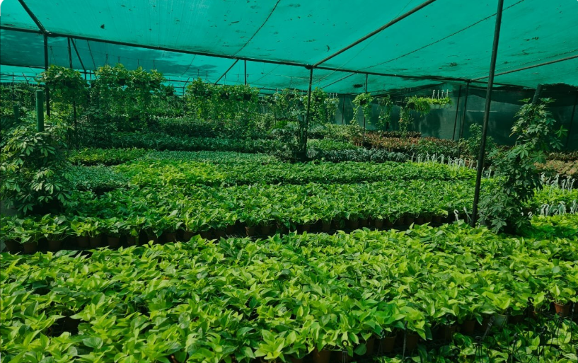 VIP Plants & Nursery (Becks Green Life India)