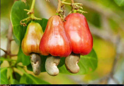 CNSL Extraction (Cashew Nut Shell Liquid) –