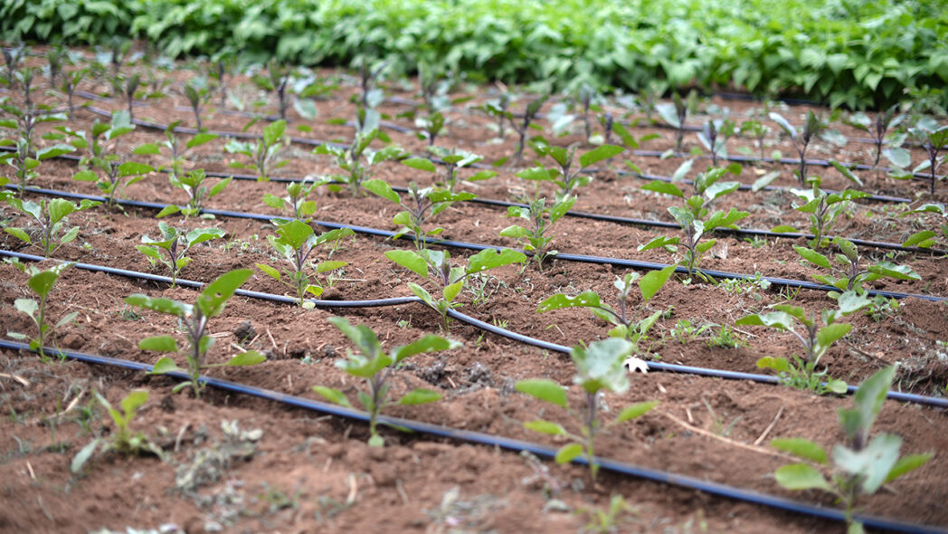 Drip Irrigation Installation