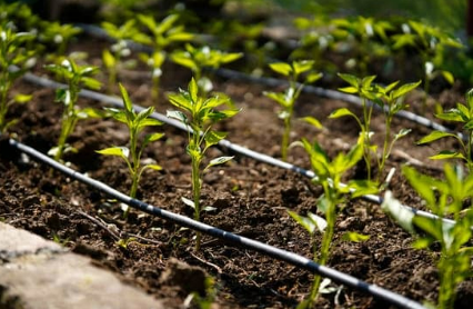 Irrigation System Design