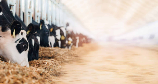 Animal Nutrition